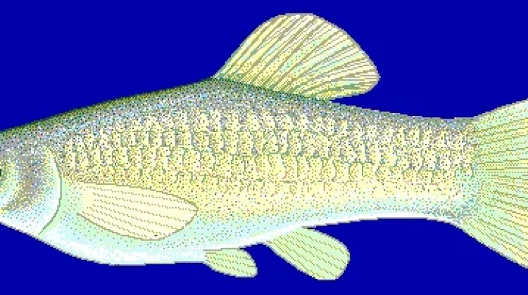 Amazon Molly, a Small Fish Can Clone Itself