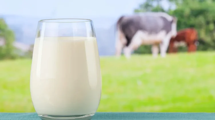 Indonesia Pushes for Higher Milk Production on World Milk Day