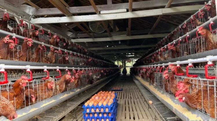 Indonesia Develops Integrated Poultry Ecosystem to Support Food Self-Sufficienc