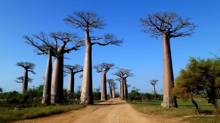 Madagascar Reiterates Intention to Open Embassy in Indonesia