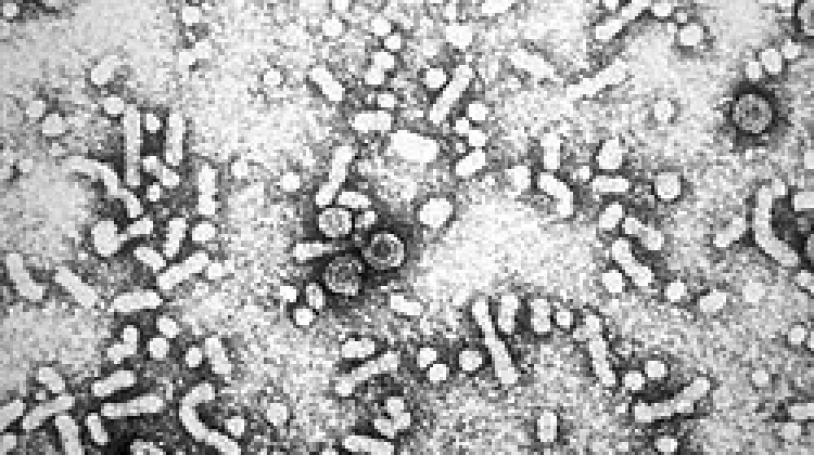 Hepatitis B: A New Hope for a Cure
