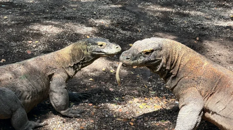 Indonesia, Japan Team Up to Protect Wildlife