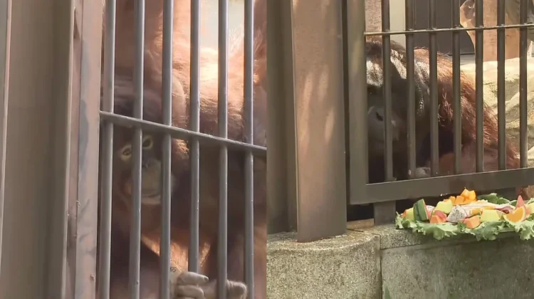 Jennifer and Hayato: Two Orangutans Carry Friendship of Indonesia and Japan