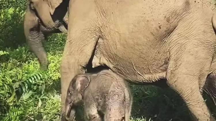 Sumatran Elephant Calf Born in Tesso Nilo National Park, Riau
