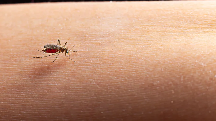 Wolbachia Mosquito Expanded, A New Hope for Dengue Control