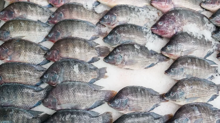Indonesia Secures Export Permit for Fishery Products to the European Union