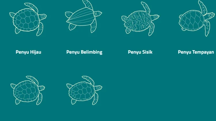 Indonesia a Home for Six Sea Turtle Species