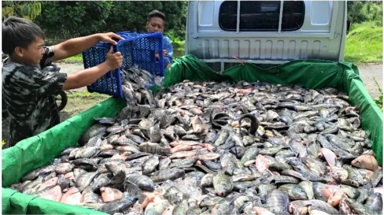KKP: Indonesia Regains EU Market Access for Aquaculture Exports