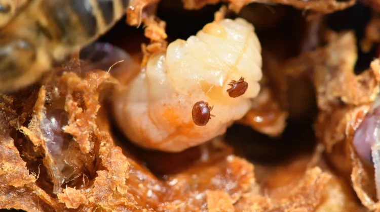 Expert Urges to Strengthen Preparedness Amid Australia’s Varroa Outbreak