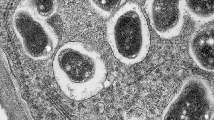 BRIN Inaugurates Endophytic Microbe Research Collaboration Center