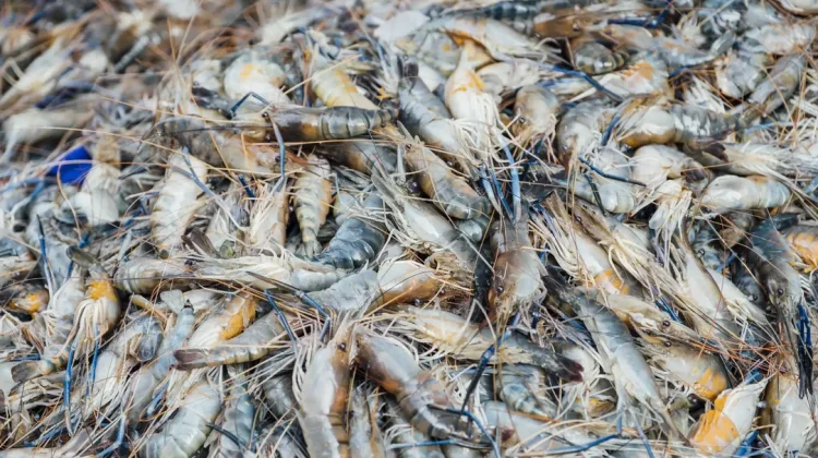 Silvo-aquaculture Boosts Shrimp Growth in Mangrove Ponds in South Sulawesi