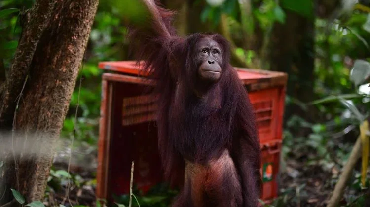 The Ministry of Forestry Releases Three Orangutans into Their Natural Habitat