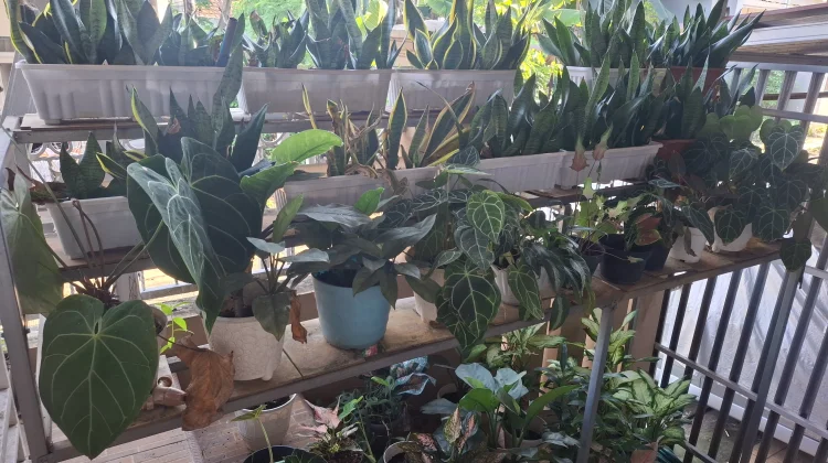 Planting Good for Your Body, Mind, and Nature