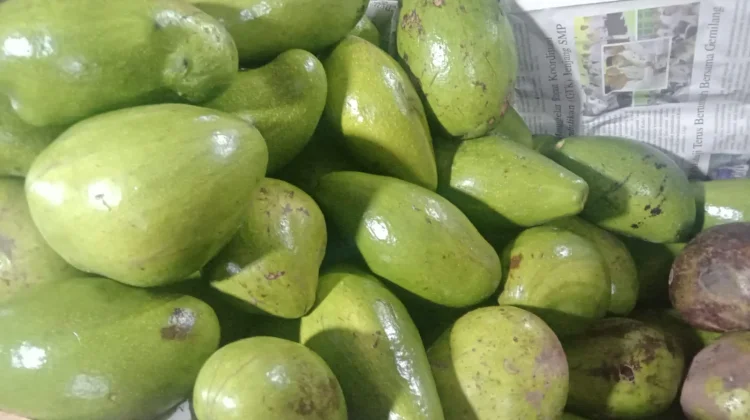 Stay Healthy and Energetic, Eat Avocados