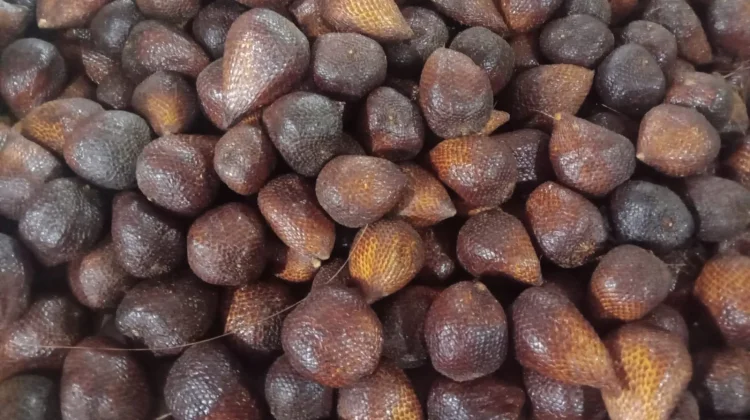 Salak: A Nutrient-Dense Fruit with Many Health Benefits