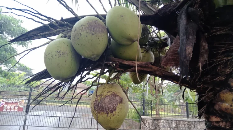 Coconut Water Helps Treat Illness