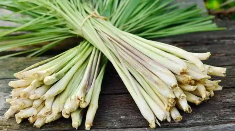 Discover 11 Benefits of Lemongrass for Body Health