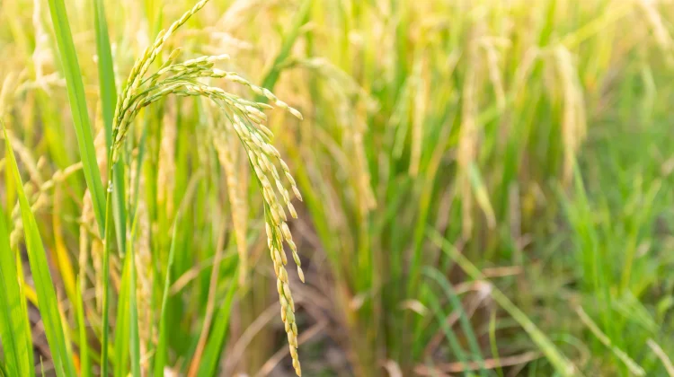 Indonesia Guards Against Global Shocks with Stable Rice Floor Prices