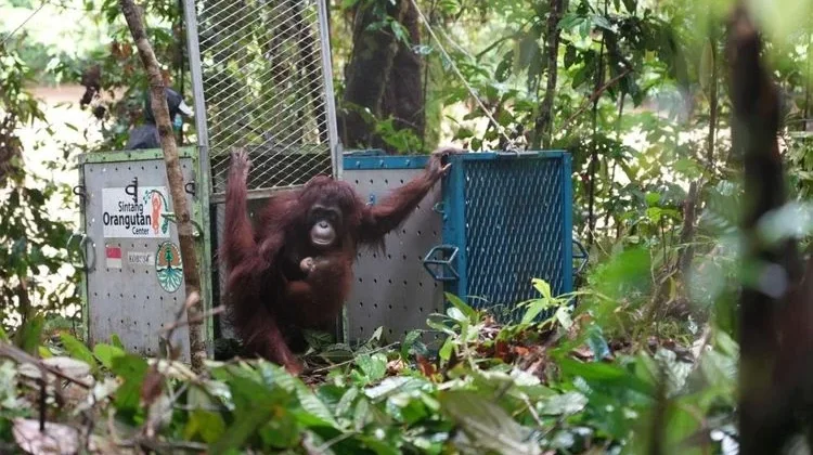 Govt Releases Five Orangutans Into Their Natural Habitat in West Kalimantan