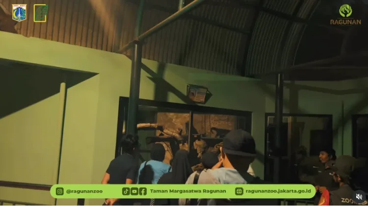 Experience Ragunan from a Different Perspective Through Night at Ragunan Zoo