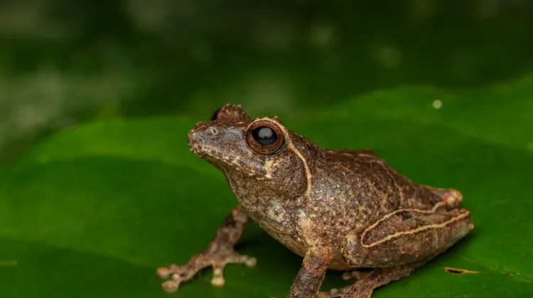 Indonesia Scientists Discover "Merapi Bush Frog" on Mount Merapi