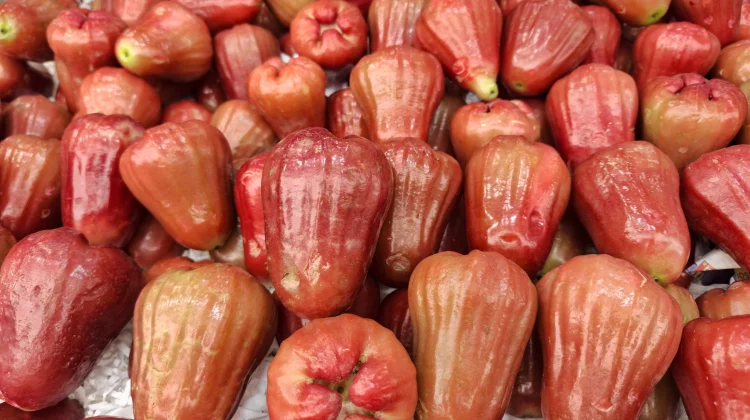 Stay Fresh and Healthy with Water Apples