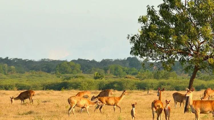 Baluran National Park, Java’s Premier Wildlife and Savanna Hub