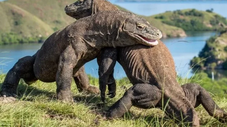 10 Bucket-List Adventures in Komodo National Park