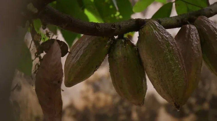 Indonesia Boosts High-Value Cocoa Processing as Opportunities Grow in Australia