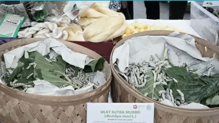 BRIN Strengthens Silkworm Genetic Conservation for Natural Silk Industy