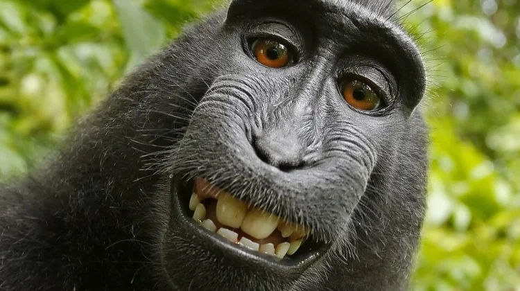 Sulawesi Crested Macaques Protect Indonesian Forest Ecosystems