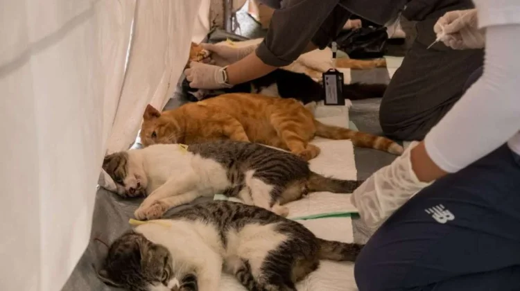 Bandung Expands Free Rabies Vaccination Program for Pets