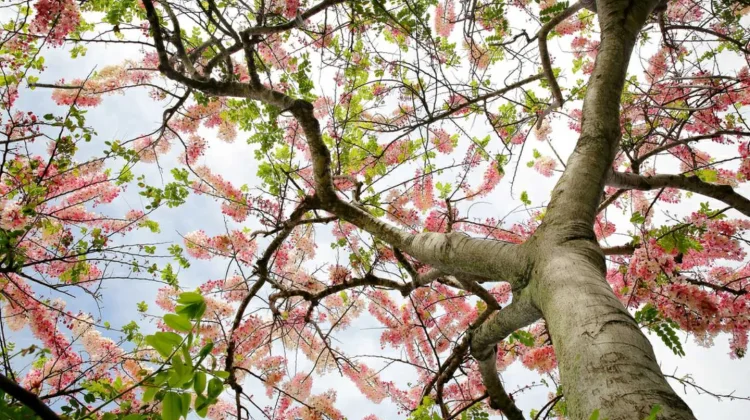 "Indonesian Sakura Trees" Paint Island Canopies with Pink Blossoms