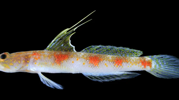 BRIN Scientists Discover New Shrimpgoby Species in Banyuwangi Waters