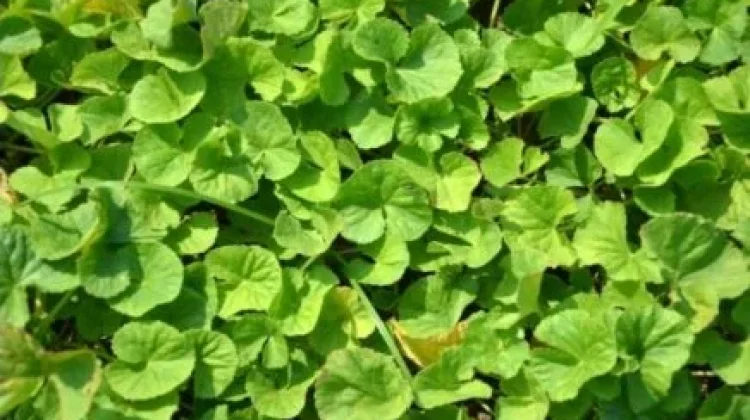 Centella Asiatica: Miracle Herb for Wound Healing, Skincare, and Memory Enhancement