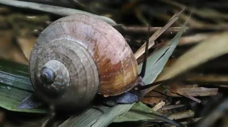 Snails and Slugs Carry Dangerous Parasites, are They Safe to Touch?