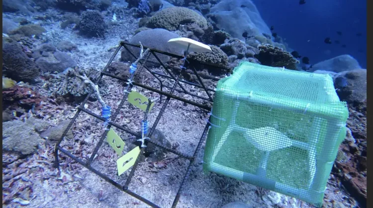 Coral Reefs, Small Ecosystems with a Huge Role for Marine Life and Humans