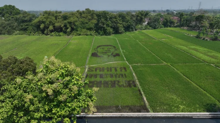 Klaten Rice Field Art Honors Regency Anniversary