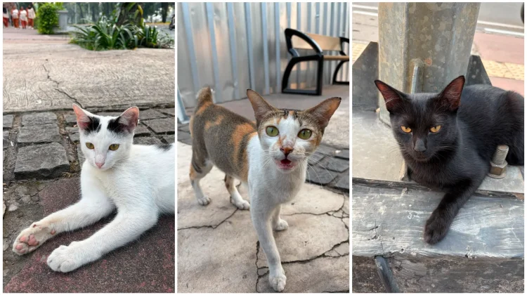 Cats Remain Indonesia's Most Popular Pets