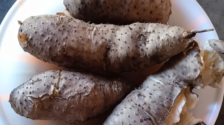 Gembili, Indonesia’s Underutilized Local Source of Carbohydrates