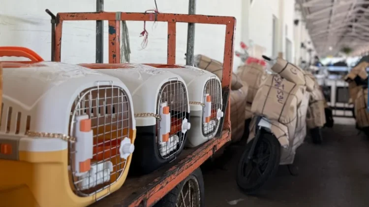 KAI Logistik Transports More Than 90,000 Pets in the 1st Half of 2026