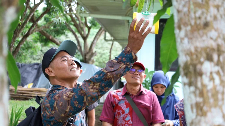 Indonesian Mango Farmers Learn The Philippines’ Best Practices to Boost Productio