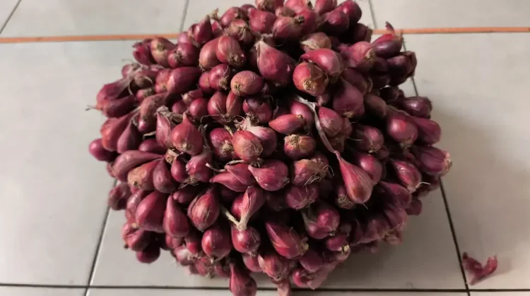 Indonesian Researchers Develop Low-Pesticide Shallot Farming Method