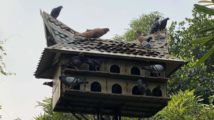 The Amazing Homing Pigeon