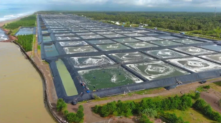 BUBK Kebumen a Model for Modern Shrimp Farms to Strengthen Indonesia's Fishery