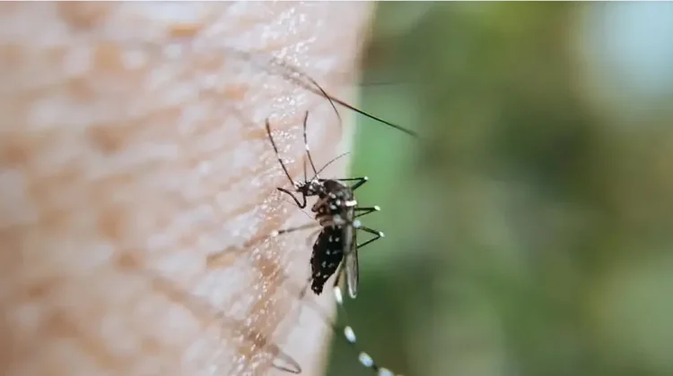 Early Signs of Malaria Drug Resistance Detected, BRIN Calls for Global Vigilance