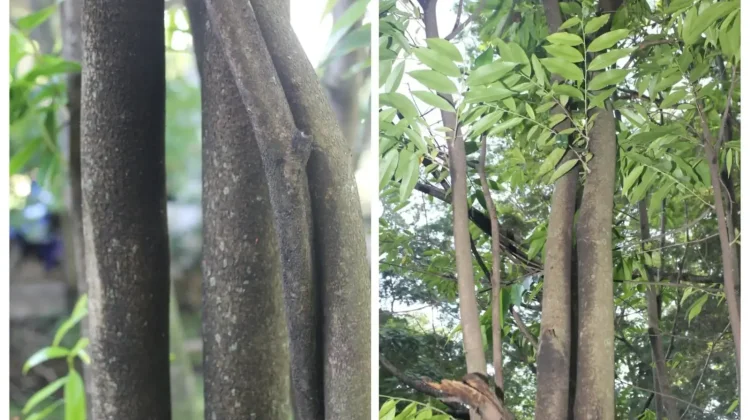 Indonesia Conserves Rare Agarwood Amidst Global Demand Surge