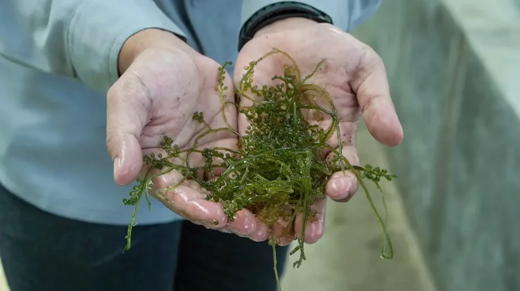 Getting to Know Sea Grapes, the "Green Caviar" from the Southeast Asian Ocean