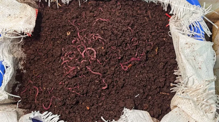 Turning Kitchen Waste into a Source of Protein thru Earthworms