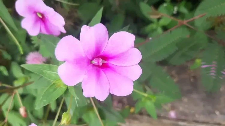 Water Hyacinth, a Wild Flower that Holds a Wealth of Traditional Medicinal Benefits